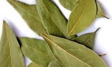 ସ୍ୱାସ୍ଥ୍ୟ ପାଇଁ  ଉପଯୋଗୀ ତେଜ ପତ୍ର