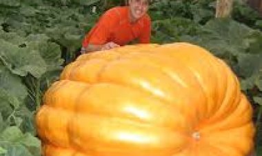 ୧୦୦୦ କିଲୋ ଗ୍ରାମର କଖାରୁ