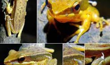 ଜୀବନ୍ତ  ବେଙ୍ଗ ଦେହରେ ଛତୁ