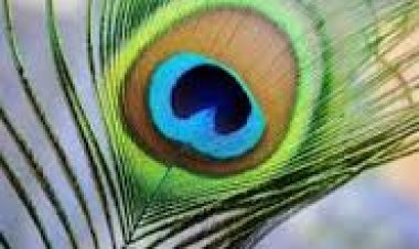 ଭାଗ୍ୟ ଚମକାଇବ ମୟୁରପୁଚ୍ଛ