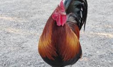 ଗାଁରେ କୁକୁଡ଼ା ପାଳିବା ମନା