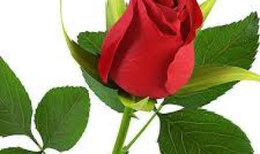 ଗୋଲାପ ଫୁଲରେ ପୋଷକ ତତ୍ତ୍ୱ