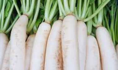 ପେଟ ପାଇଁ ବିଶୋଧକର କାମ କରିଥାଏ ମୂଳା : ଜାଣନ୍ତୁ କିପରି