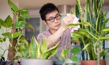 ମଶା ଓ ଦୂଷିତ ବାୟୁରୁ ମୁକ୍ତି ଚାହୁଁଛନ୍ତି କି ? ଘରେ ଲଗାନ୍ତୁ ଏହି ସବୁ ଇନଡୋର ପ୍ଲାଣ୍ଟ