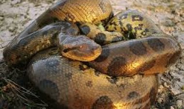 ୫୦୦କିଲୋଗ୍ରାମ ରାକ୍ଷସ ଆନାକୋଣ୍ଡା 