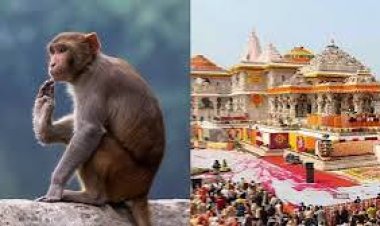 ପ୍ରତିଦିନ ଅଯୋଧ୍ୟା ରାମ ମନ୍ଦିରକୁ ଆସୁଛନ୍ତି ମାଙ୍କଡ ରୂପେ ହନୁମାନ !