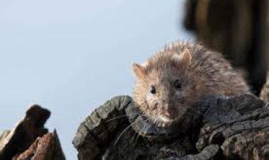 ଘରକୁ ମୂଷା ଆସୁଛନ୍ତି କି ? ଆପଣାନ୍ତୁ ଏହି ଘରୋଇ ଉପାୟ