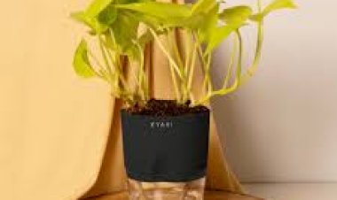 ଏଭଳି ମନିପ୍ଲାଣ୍ଟ ଘରେ ରଖୁଛନ୍ତି କି? ହୋଇଯିବେ କାଙ୍ଗାଳ