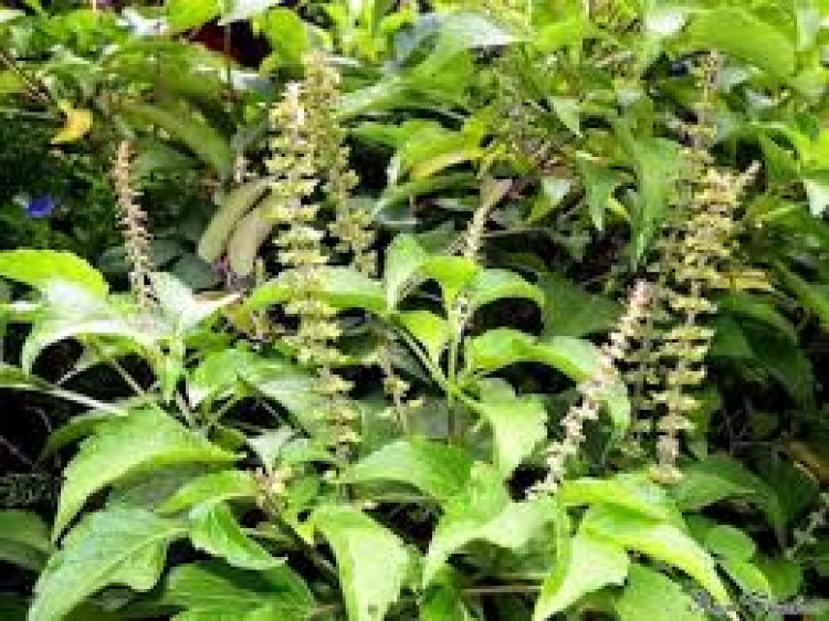 ଏହି ଦୁଇ ଦିନ ତୁଳସୀ ଗଛରେ ଦିଅନ୍ତୁନି ପାଣି