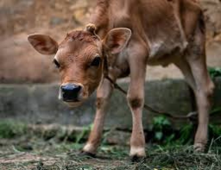 ଦେଢ଼ ଲକ୍ଷ ବାଛୁରୀଙ୍କ ବାପା