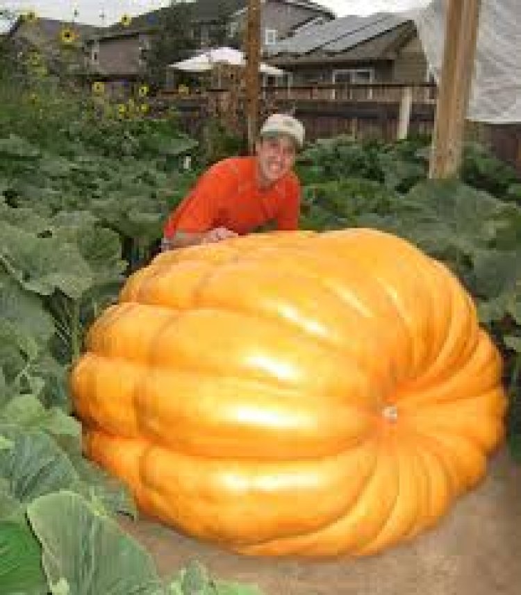 ୧୦୦୦ କିଲୋ ଗ୍ରାମର କଖାରୁ