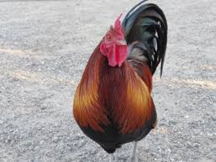 ଗାଁରେ କୁକୁଡ଼ା ପାଳିବା ମନା