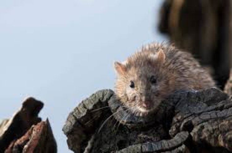 ଘରକୁ ମୂଷା ଆସୁଛନ୍ତି କି ? ଆପଣାନ୍ତୁ ଏହି ଘରୋଇ ଉପାୟ