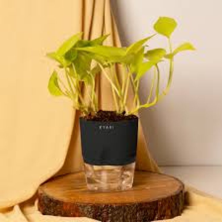 ଏଭଳି ମନିପ୍ଲାଣ୍ଟ ଘରେ ରଖୁଛନ୍ତି କି? ହୋଇଯିବେ କାଙ୍ଗାଳ