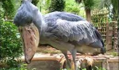 ବୃହତ୍ତମ ଥଣ୍ଟ ଧାରଣ କରିଥିବା କୁମ୍ଭୀର ଶିକାରୀ ପକ୍ଷୀ!