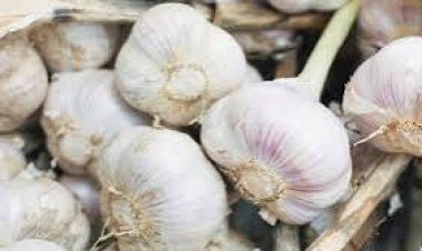 ଖାଲିପେଟରେ ରସୁଣ ସେବନ କଲେ ଦୂର ହୁଏ ଦୁଃଶ୍ଚିନ୍ତା