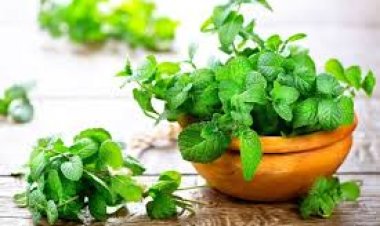 ପୋଦିନାର ୯ଟି ଚମତ୍କାରୀ ଗୁଣ