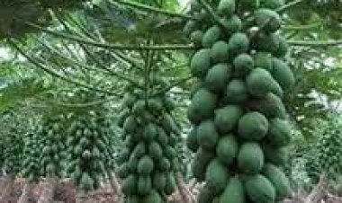 ଶରୀର ପାଇଁ ଔଷଧ ପରି କାମ ଦିଏ କଞ୍ଚା ଅମୃତଭଣ୍ଡା