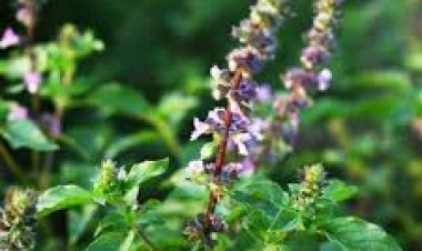 ଆପଣ ବି ଡିପ୍ରେସନ୍‌ର ଶିକାର ହୋଇଛନ୍ତି କି? ତୁଳସୀ ପତ୍ର ବ୍ୟବହାର କରନ୍ତୁ