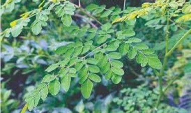 ଭିଟାମିନର ଗନ୍ତାଘର ସଜନା ଶାଗ: ୩ ବଡ଼ ରୋଗର ରହିଛି ମହୌଷଧି