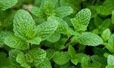 ଖରାଦିନ ପାଇଁ ଉପକାରୀ ‘ପୁଦିନା’