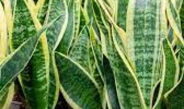 ଏୟାର ପ୍ୟୁରିଫାୟର୍‌ ସ୍ନେକ୍‌  ପ୍ଲାଣ୍ଟ