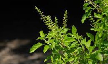 ଏହି ୫ଟି ଉପାୟରେ ସେବନ କଲେ ତୁଳସୀ ପତ୍ର : ମିଳିବ ଅନେକ ଲାଭ