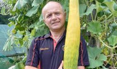 ତିନି ଫୁଟିଆ କାକୁଡ଼ି