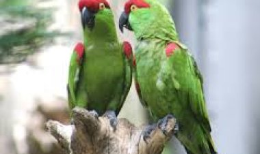 ଶୁଆ ପାଳିବା ଶୁଭ କି ?