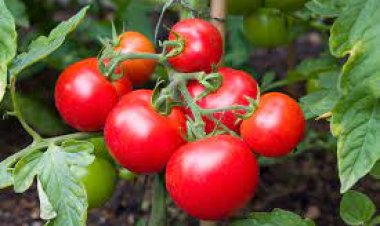 ଟମାଟୋ ଖାଉଥିଲେ ଜାଣି ରଖନ୍ତୁ