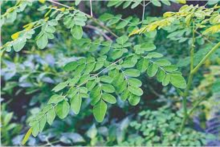 ଭିଟାମିନର ଗନ୍ତାଘର ସଜନା ଶାଗ: ୩ ବଡ଼ ରୋଗର ରହିଛି ମହୌଷଧି