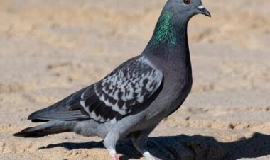 ପାରା ଅପରିଷ୍କାର କରୁଛନ୍ତି କି? ବାଲକୋନିରେ ଲଗାନ୍ତୁ ଏହି ଗଛ