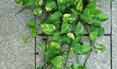 ଘରେ ମନିପ୍ଲାଣ୍ଟ ଲଗାଉଥିଲେ ଜାଣିନିଅନ୍ତୁ ଏହି କଥା