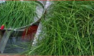 ଭାଗ୍ୟ ଚମକାଇବ ଦୁବ ଘାସ