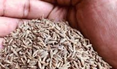 ଜାଣନ୍ତୁ, ଶରୀର ପାଇଁ କେତେ ଉପକାରୀ ଜିରା