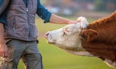 ସାବଧାନ , ଅଂଶୁଘାତ ସମୟରେ କେମିତି ନେବେ ଗୋରୁଙ୍କ ଯତ୍ନ