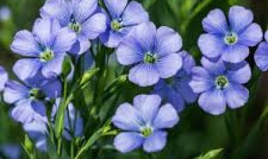 ମଧୁମେହ ରୋଗୀ ପାଇଁ ଅଳସୀ ମଞ୍ଜି କାଢ଼ା, ପିଅନ୍ତୁ ସବୁଦିନ