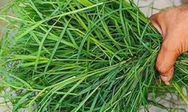 ଭାଗ୍ୟ ଚମକାଇବ ଦୁବ ଘାସ