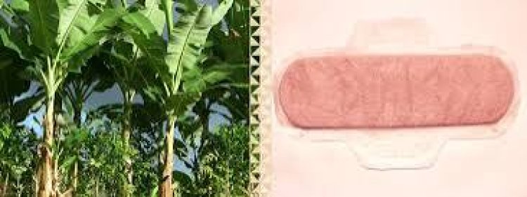 କଦଳୀ ପାଟୁଙ୍ଗାରୁ ସାନିଟାରି ପ୍ୟାଡ୍‌