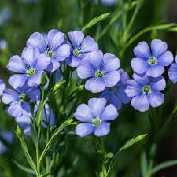 ମଧୁମେହ ରୋଗୀ ପାଇଁ ଅଳସୀ ମଞ୍ଜି କାଢ଼ା, ପିଅନ୍ତୁ ସବୁଦିନ