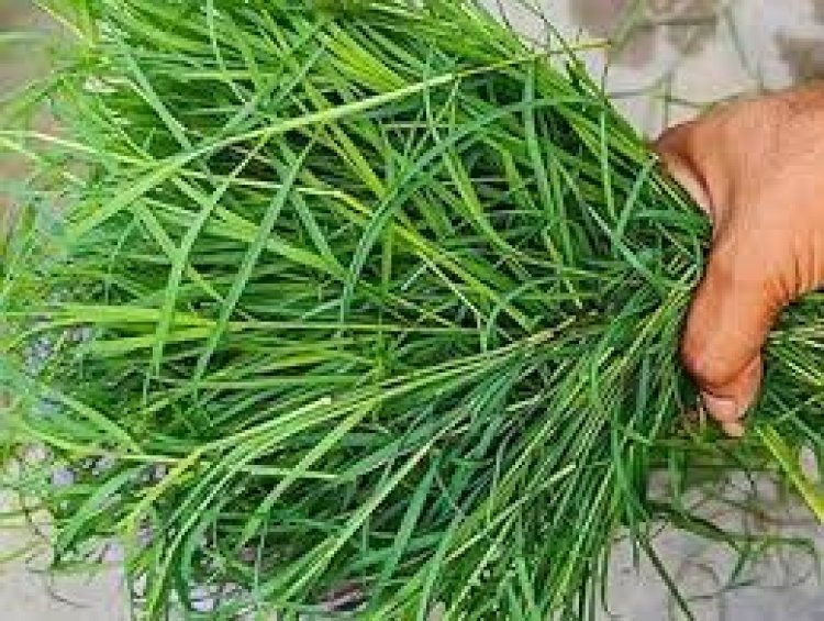 ଭାଗ୍ୟ ଚମକାଇବ ଦୁବ ଘାସ