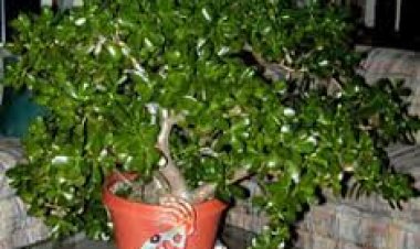 ଏହି ଗଛ ବଢାଏ ଧନ , ଆଣିଥାଏ ସୁଖଶାନ୍ତି