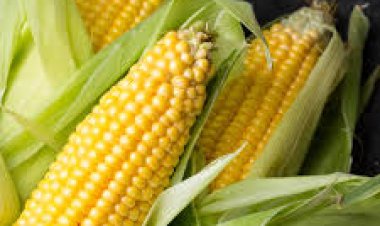 ମକା ଖାଇବା ପରେ ପାଣି ପିଅନ୍ତୁ ନାହିଁ: କାରଣ?