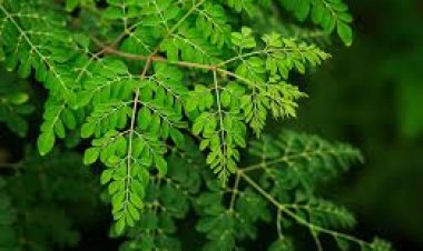 ଭିଟାମିନର ଗନ୍ତାଘର ସଜନା ଶାଗ: ୩ ବଡ଼ ରୋଗର ରହିଛି ମହୌଷଧି