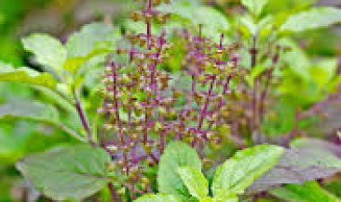 ଏହି ୫ଟି ଉପାୟରେ ସେବନ କଲେ ତୁଳସୀ ପତ୍ର : ମିଳିବ ଅନେକ ଲାଭ