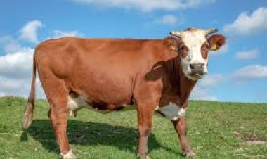 ଖାଇବା ପୂର୍ବରୁ ଗୋମାତାଙ୍କୁ କିଛି ସମର୍ପଣ କରି ଖାଆନ୍ତୁ; ହେବନି ଧନର ଅଭାବ