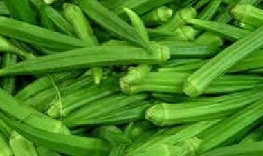 ଭେଣ୍ଡି ନିୟମିତ ଖାଇବା ଦ୍ୱାରା କଣ ନିଳେ ଫାଇଦା, ଜାଣନ୍ତୁ