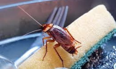 ରୋଷେଇ ଘରେ ଅସରପା ହେଉଛନ୍ତି କି?