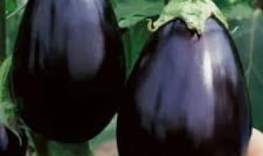 କ୍ଳେଶ ଦୂର କରିବ କଳା ବାଇଗଣ