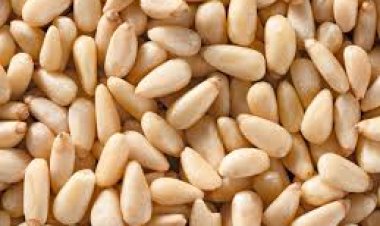 Pine Nuts ଖାଇବା ଦ୍ୱାରା ହୋଇଥାଏ ଅନେକ ଫାଇଦା